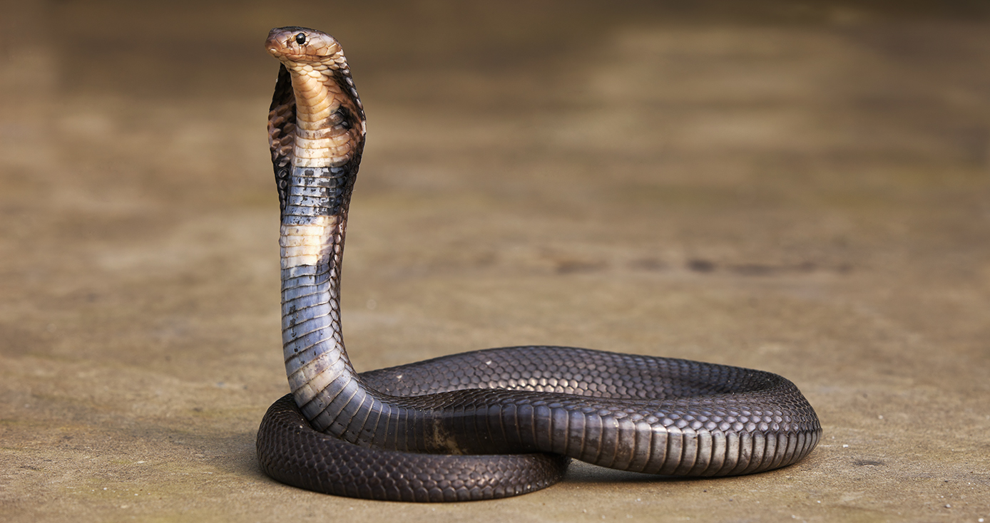 A cobra