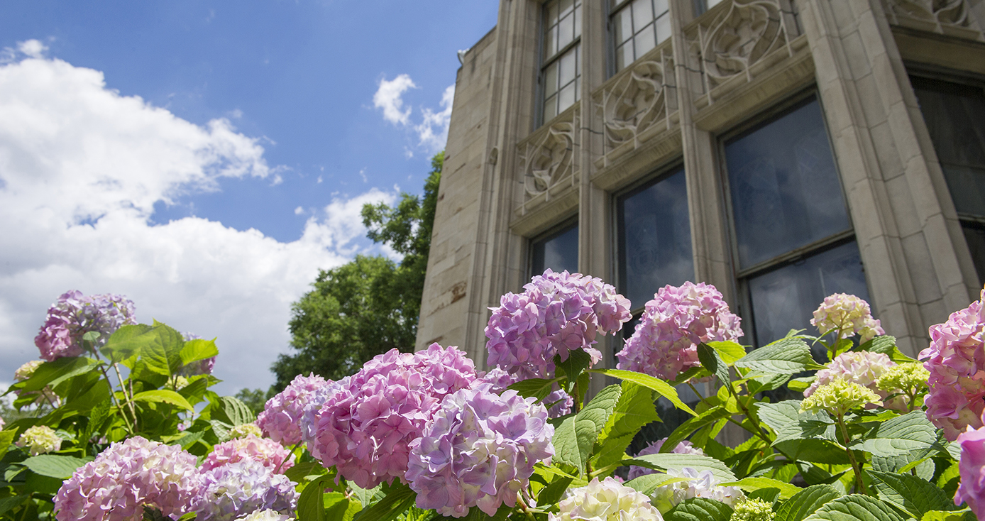 pink flowers with facade of Cathedral of Learning in the background