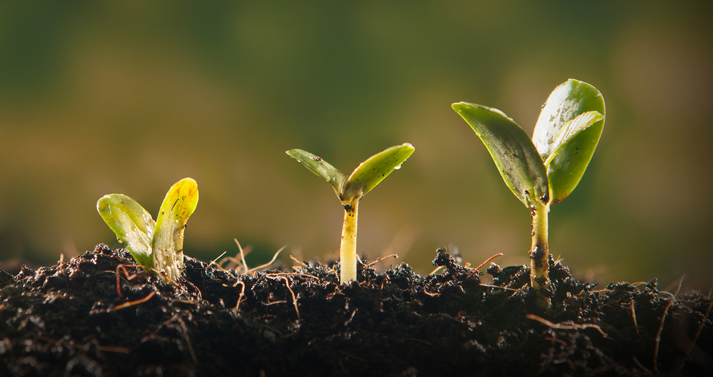 Three seedlings in the soil