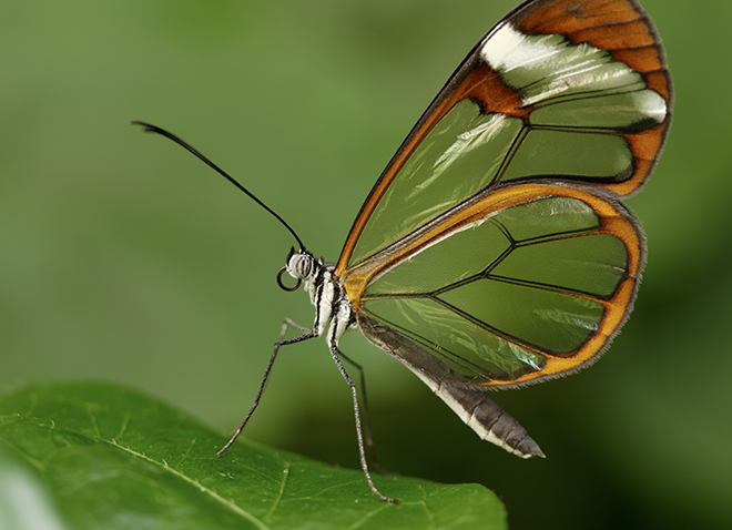 a black and orange butterfly with transparent wings in front of a green nature-y background