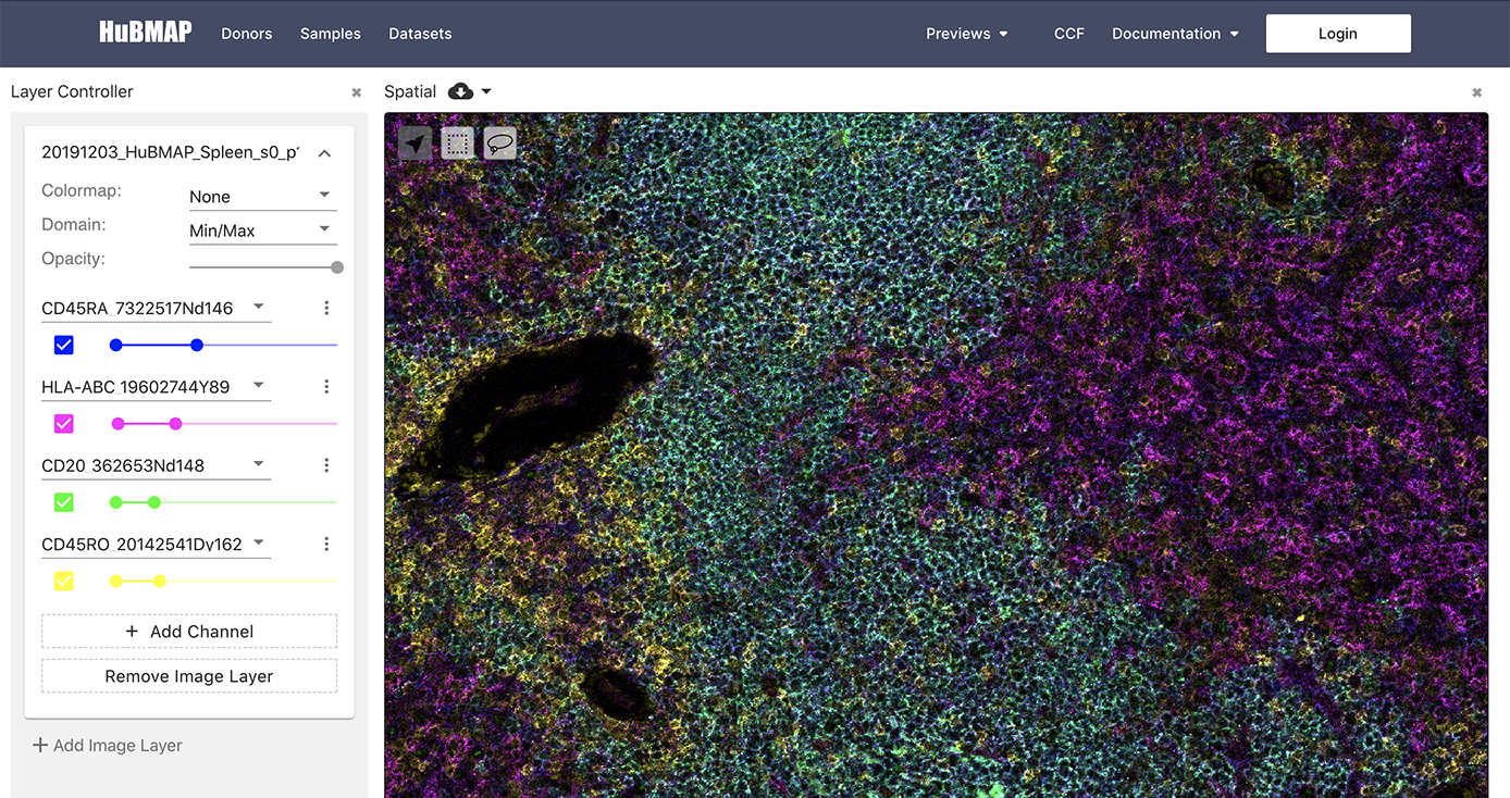 A depiction of cells in purple and blue