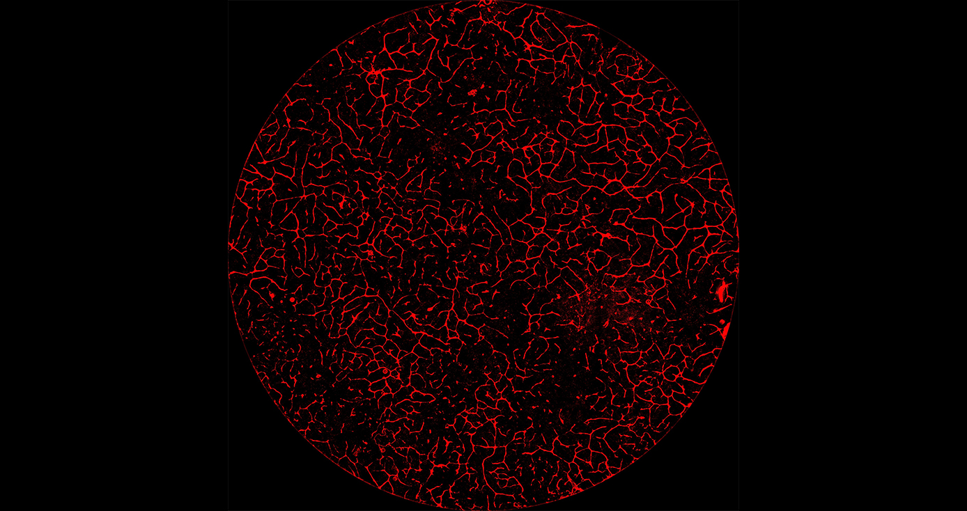 A blood supply system in a liver organoid