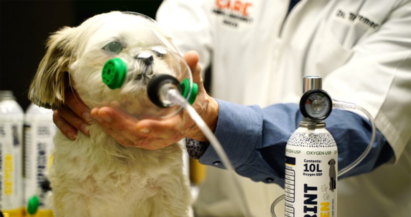 A small dog on a table, and a healthcare professional holding an oxygen mask to its face