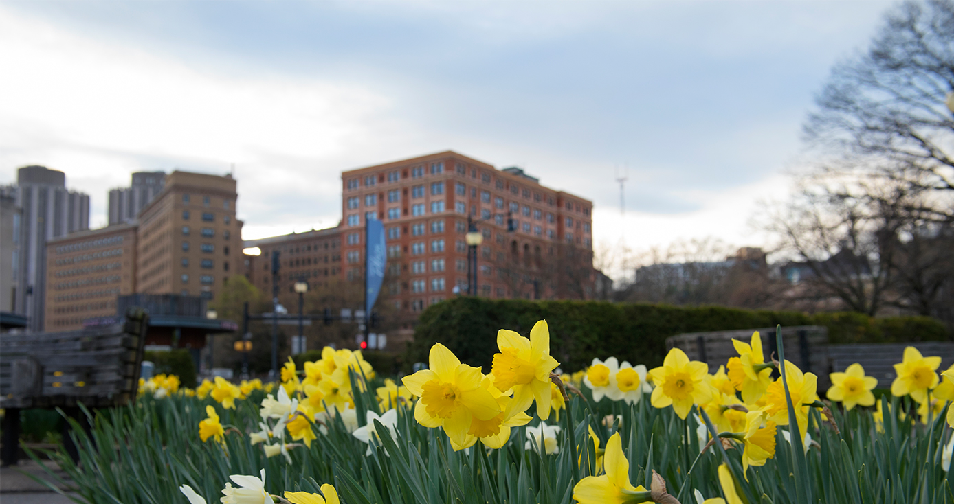 Buildings behind a row of yellow flowers