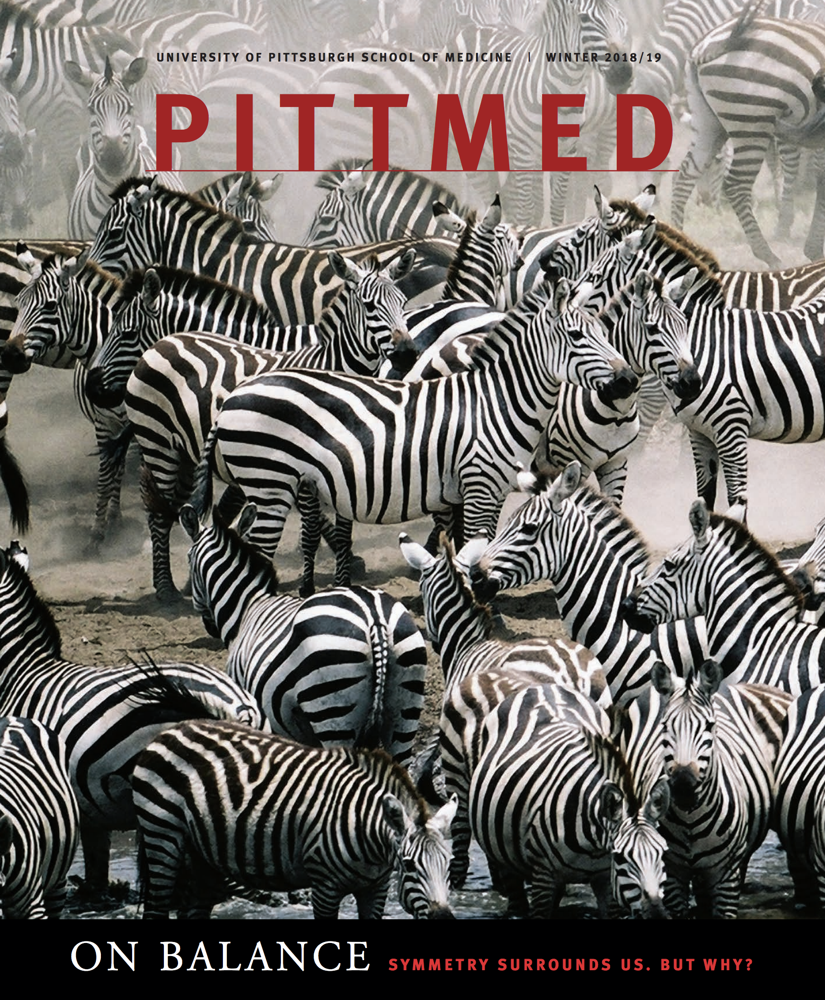 cover of the issue, which has zebras in a group