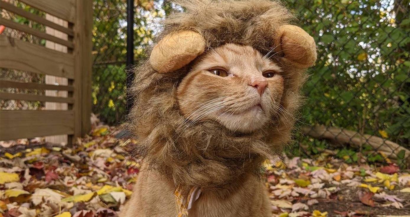 an orange cat wearing a lion mane costume