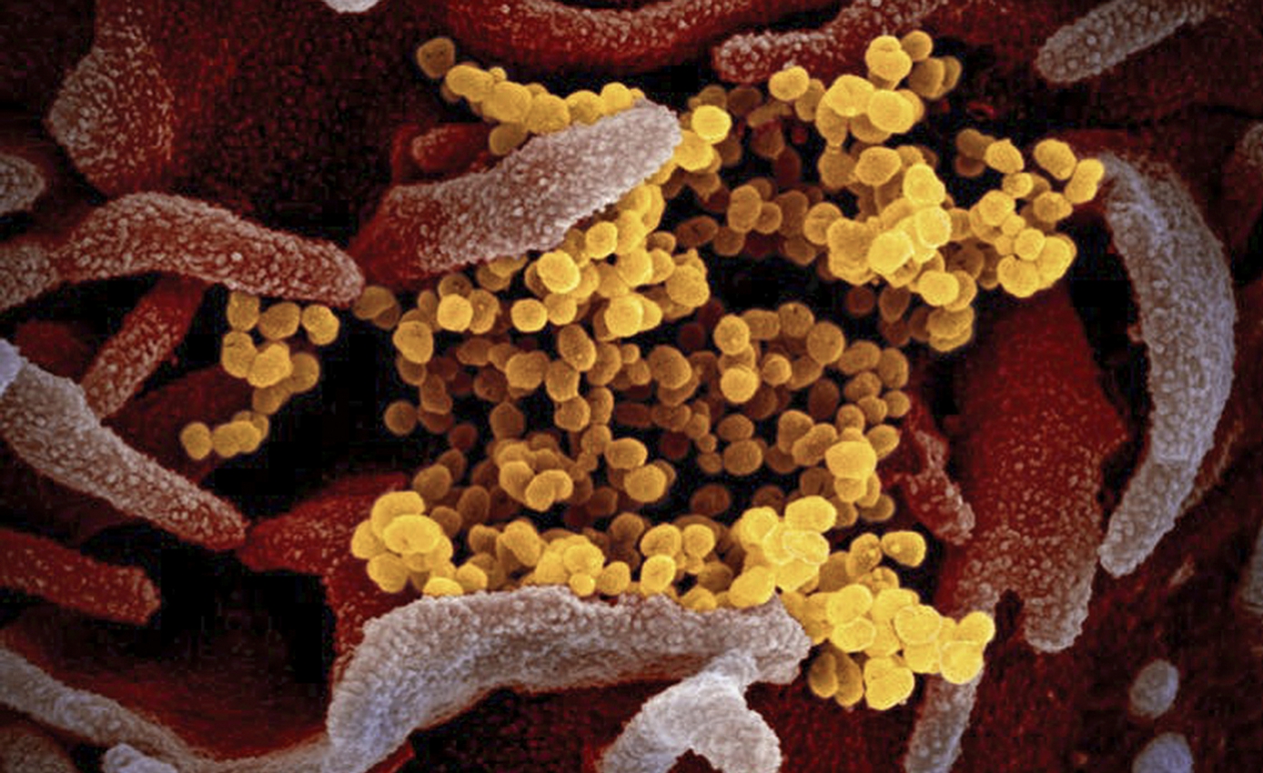 A depiction of the coronavirus