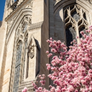 Heinz Chapel with pink flowers in the foreground