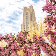 Cathedral of Learning with pink flowers