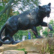 
Pitt Panther
