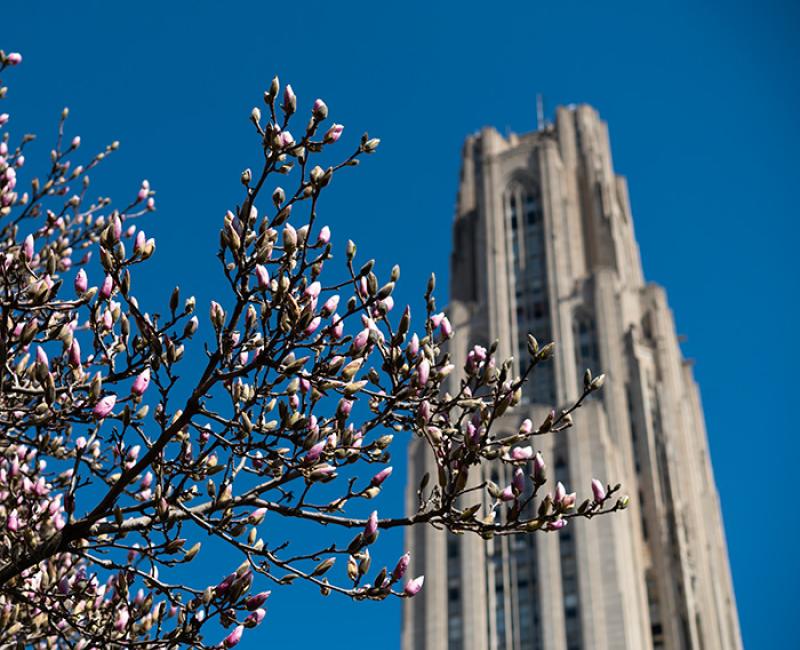 Magnolia blooms in front of the Cathedral of Learning