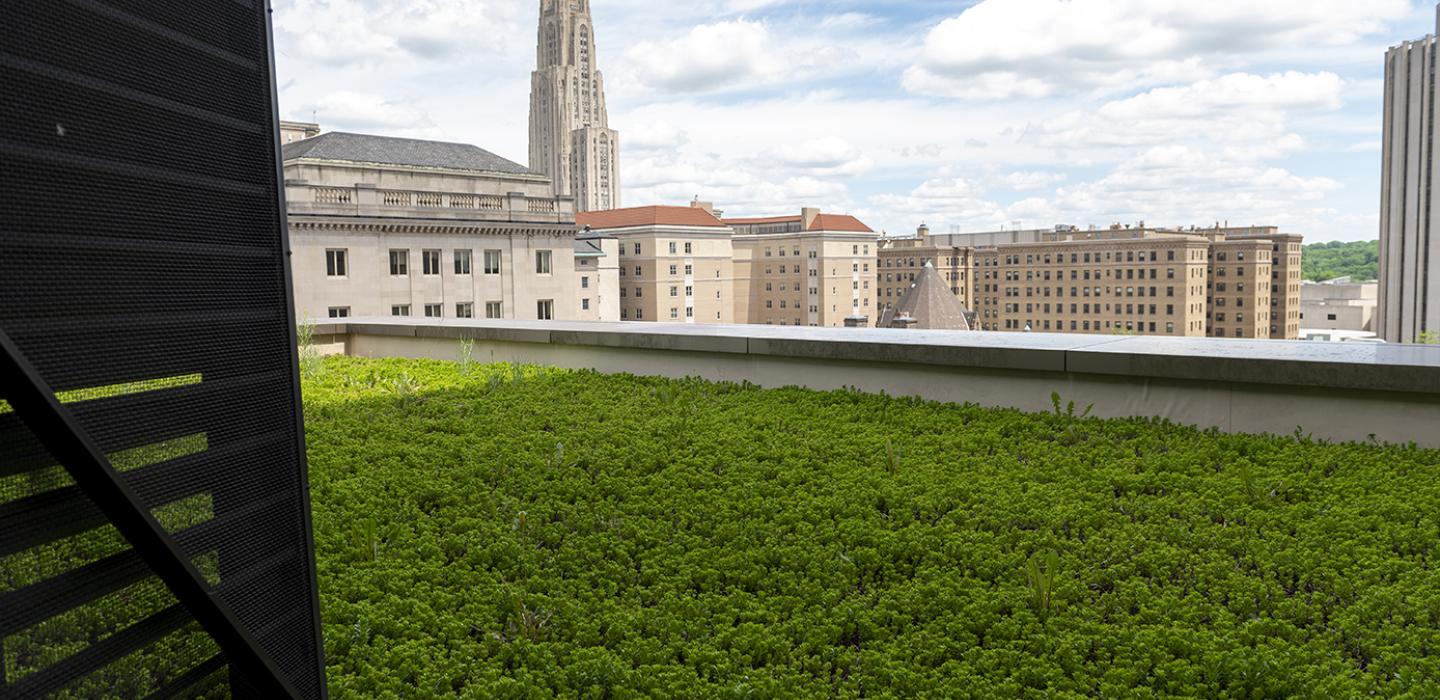 Mascaro Green Roof
