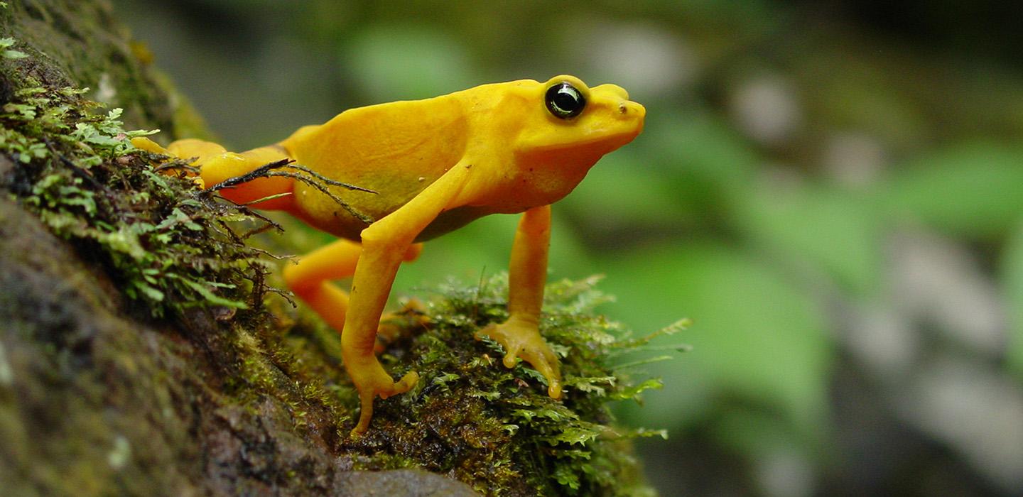 Yellow harlequin tree frog in rainforest 