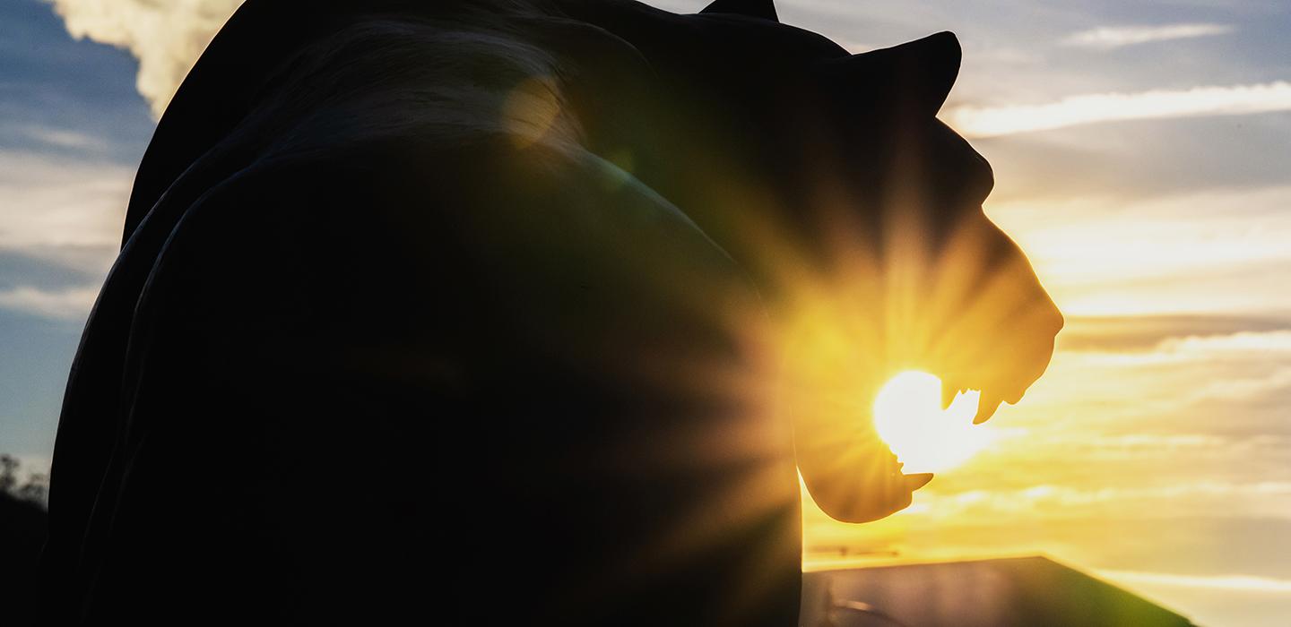 Panther statue silhouette with sunlight shining in background