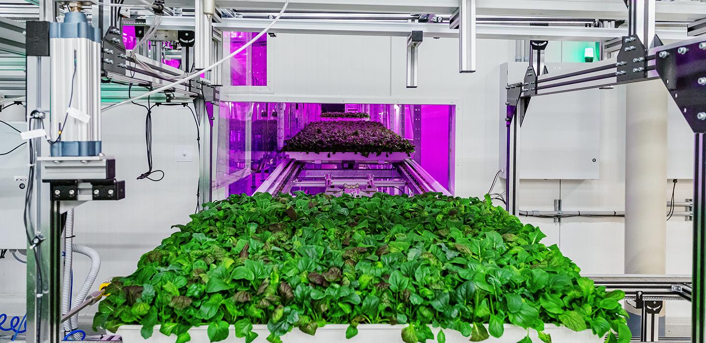 Farm produce under purple light