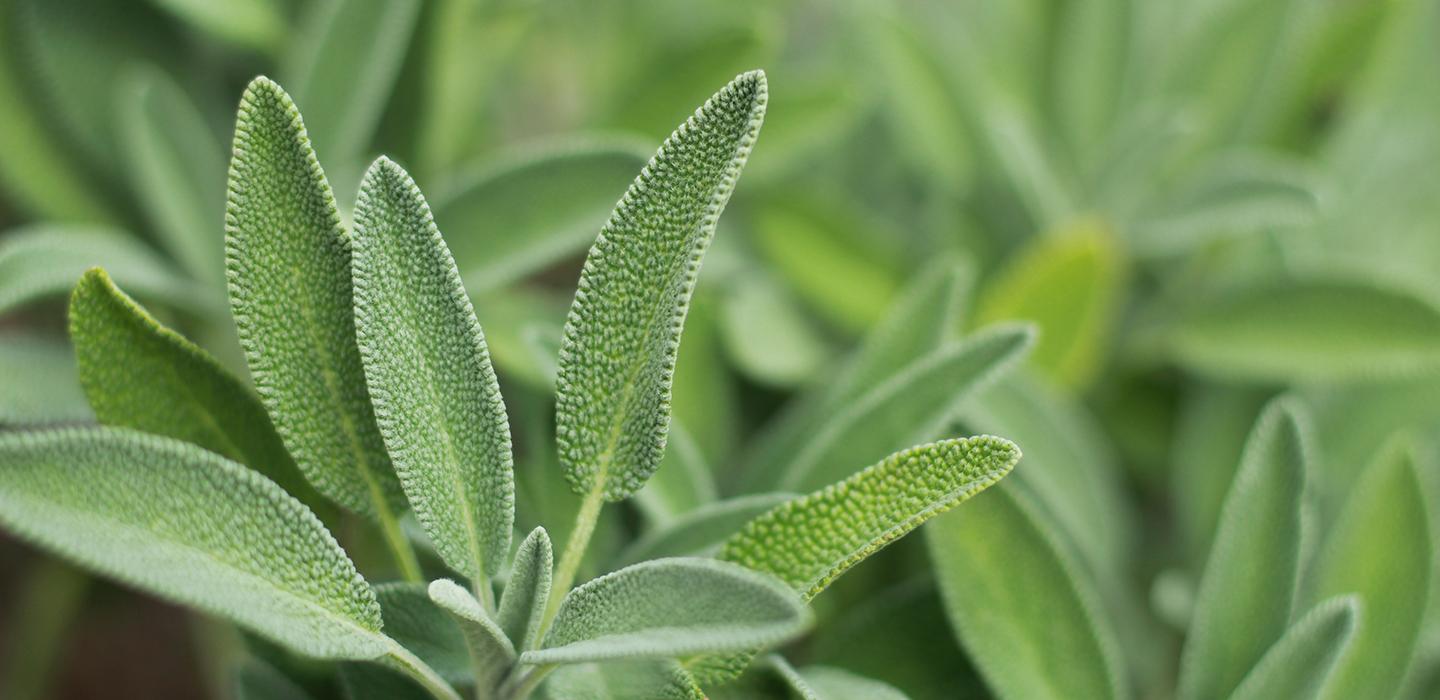 Sage plants close up