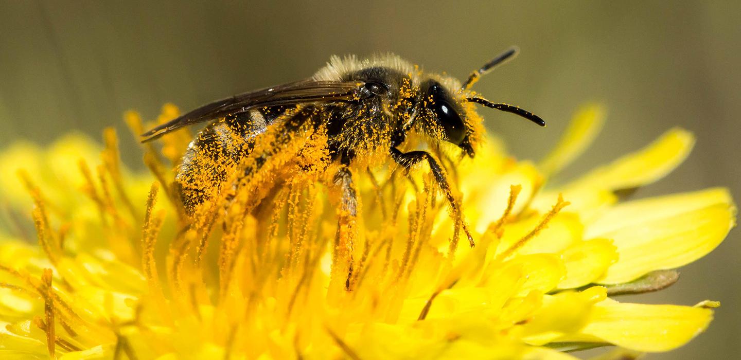 Sweat bee covered in pollen standing on a bright yellow flower