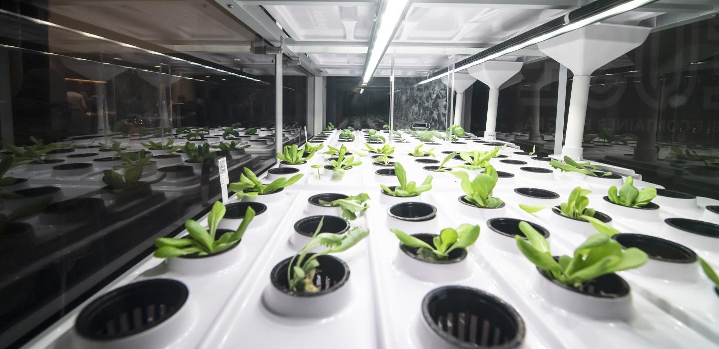 Close-up view of plants growing in micro-farm