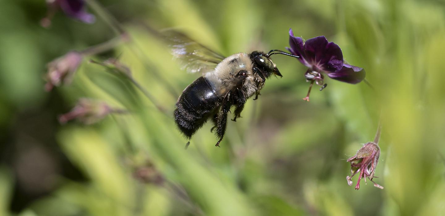 Bee flying near purple flower