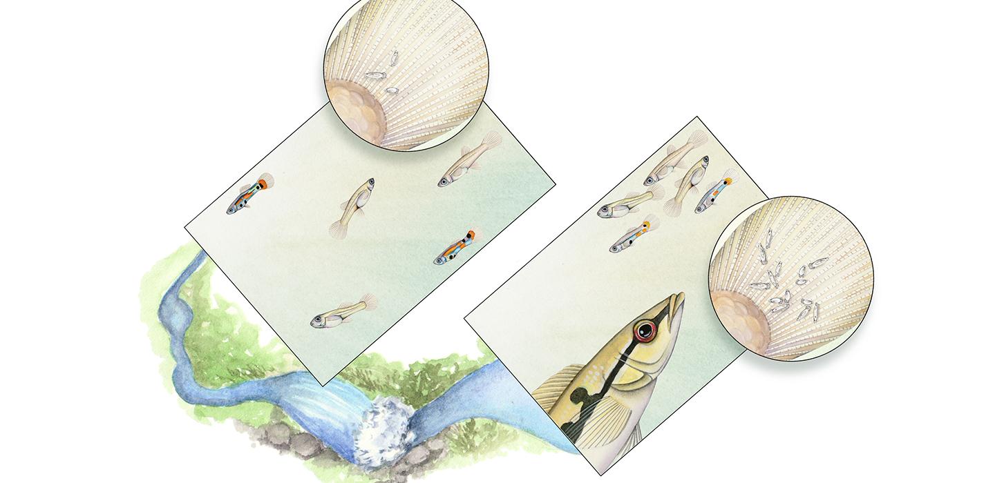 an illustration of guppies group up vs. separating