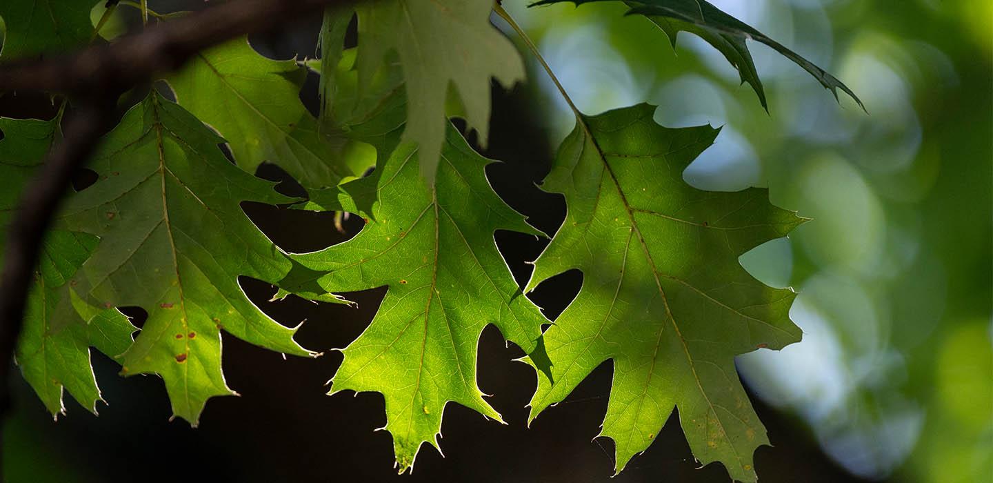 pointy green leaves with dappled light behind them