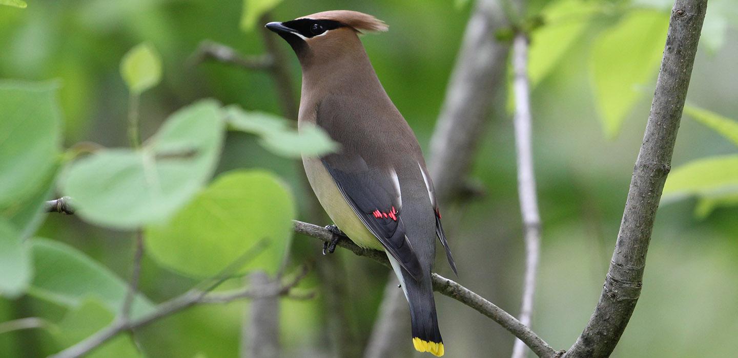 a brown bird with a yellow-tipped tail