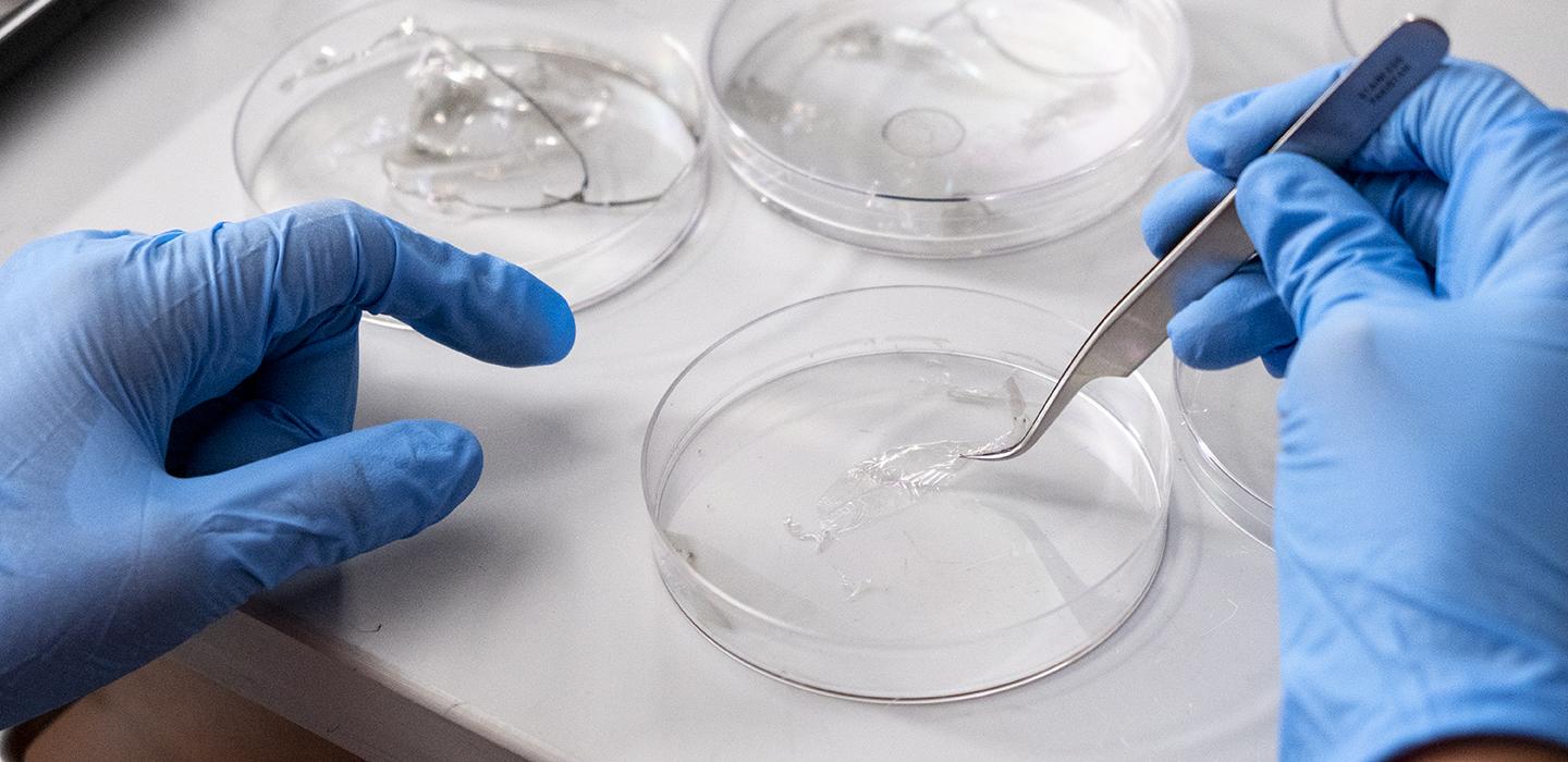 gloved hands working with Petri dishes