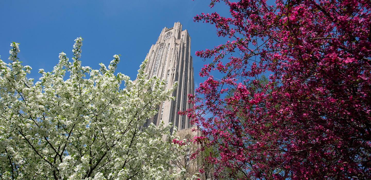 Trees blossom around the Cathedral of Learning