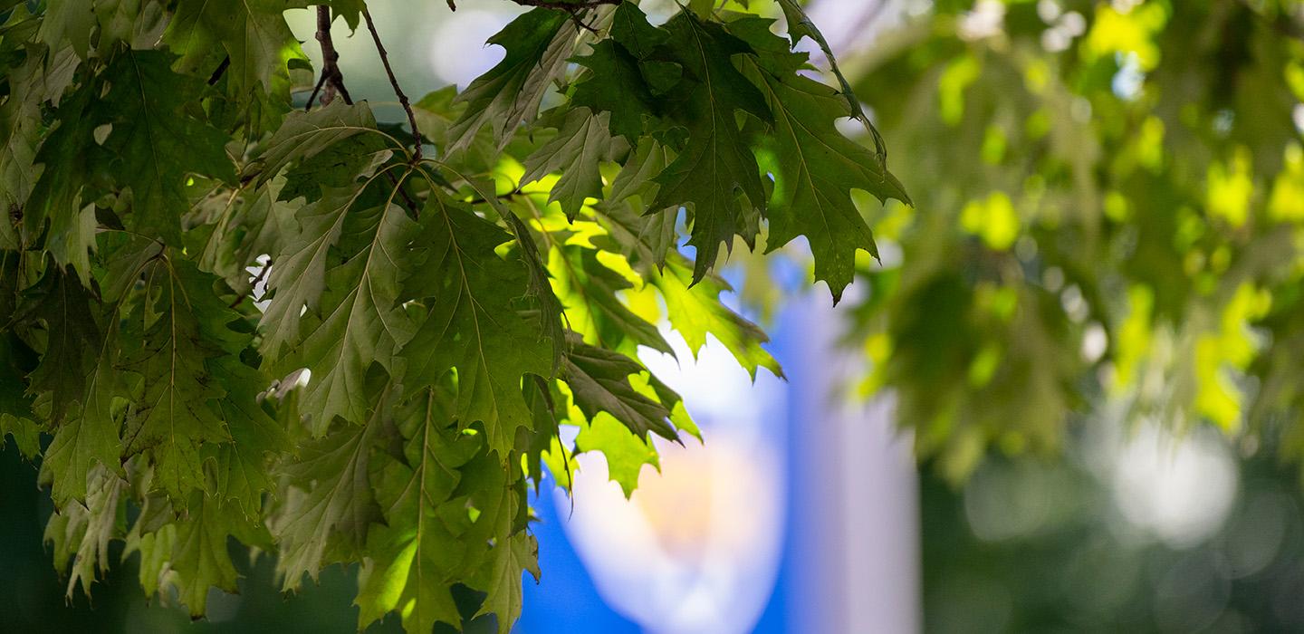 Leaves on a tree branch