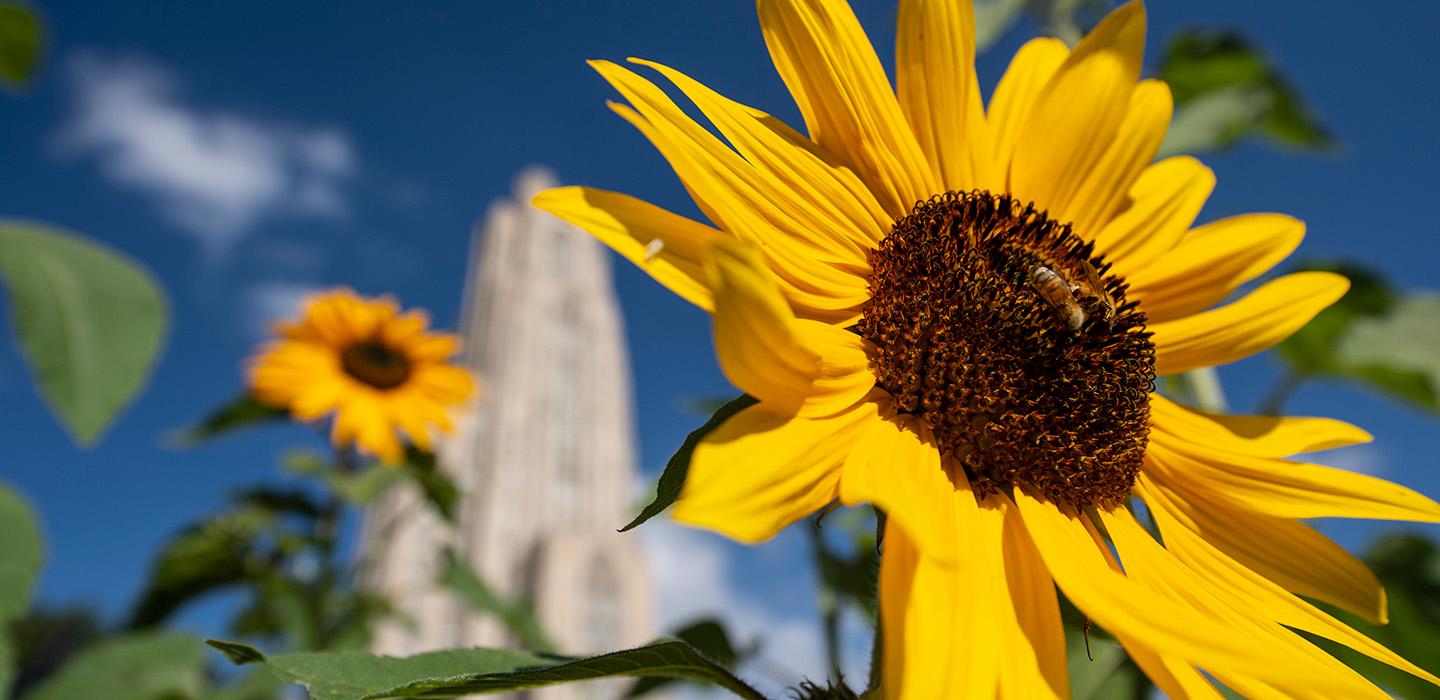 A sunflower in front of the Cathedral of Learning