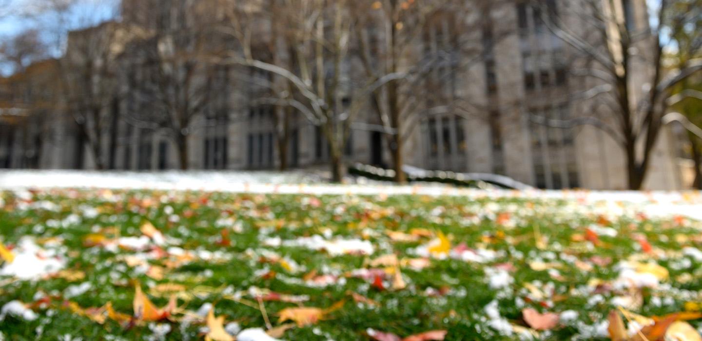 Fallen leaves in melting snow on the Cathedral lawn