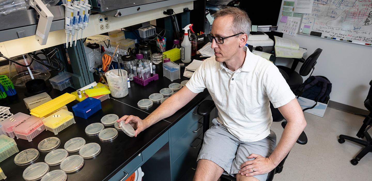 Kaplan looks at petri dishes in a lab