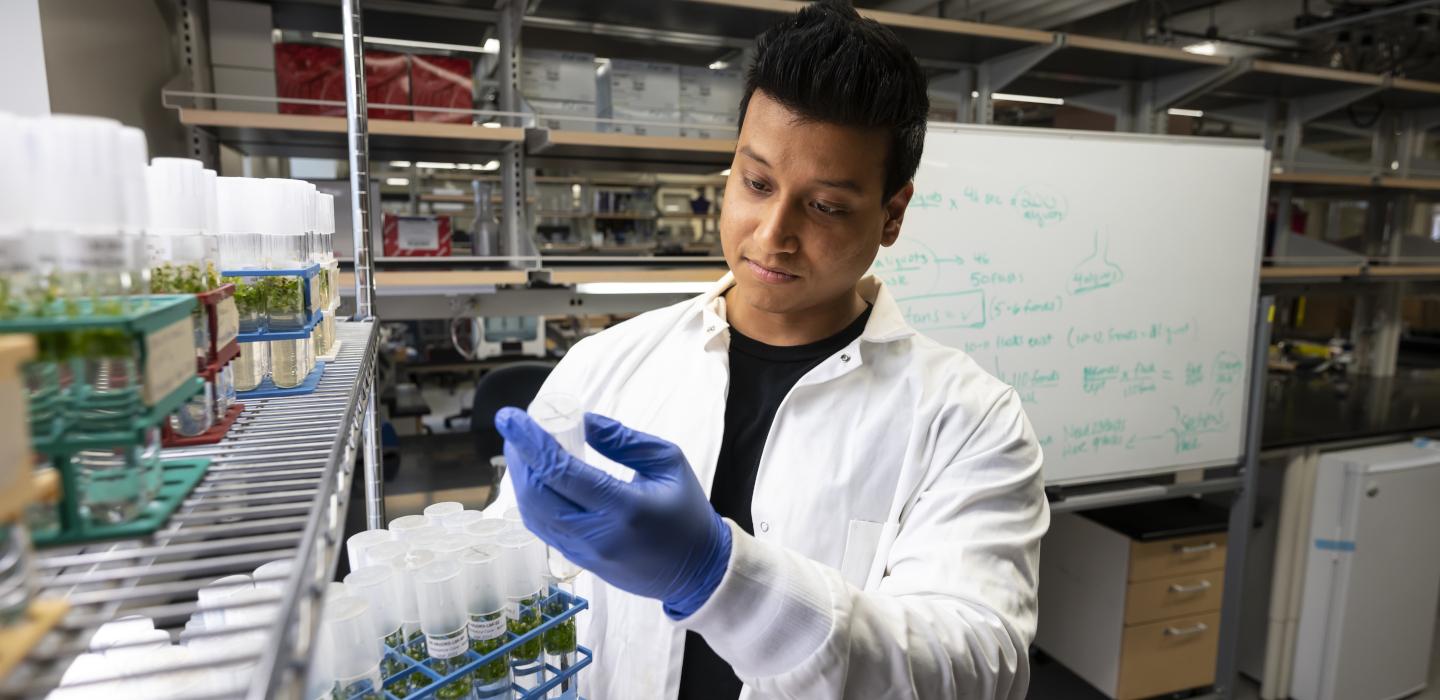 A student in a white lab coat looks at a vial full of duckweed 