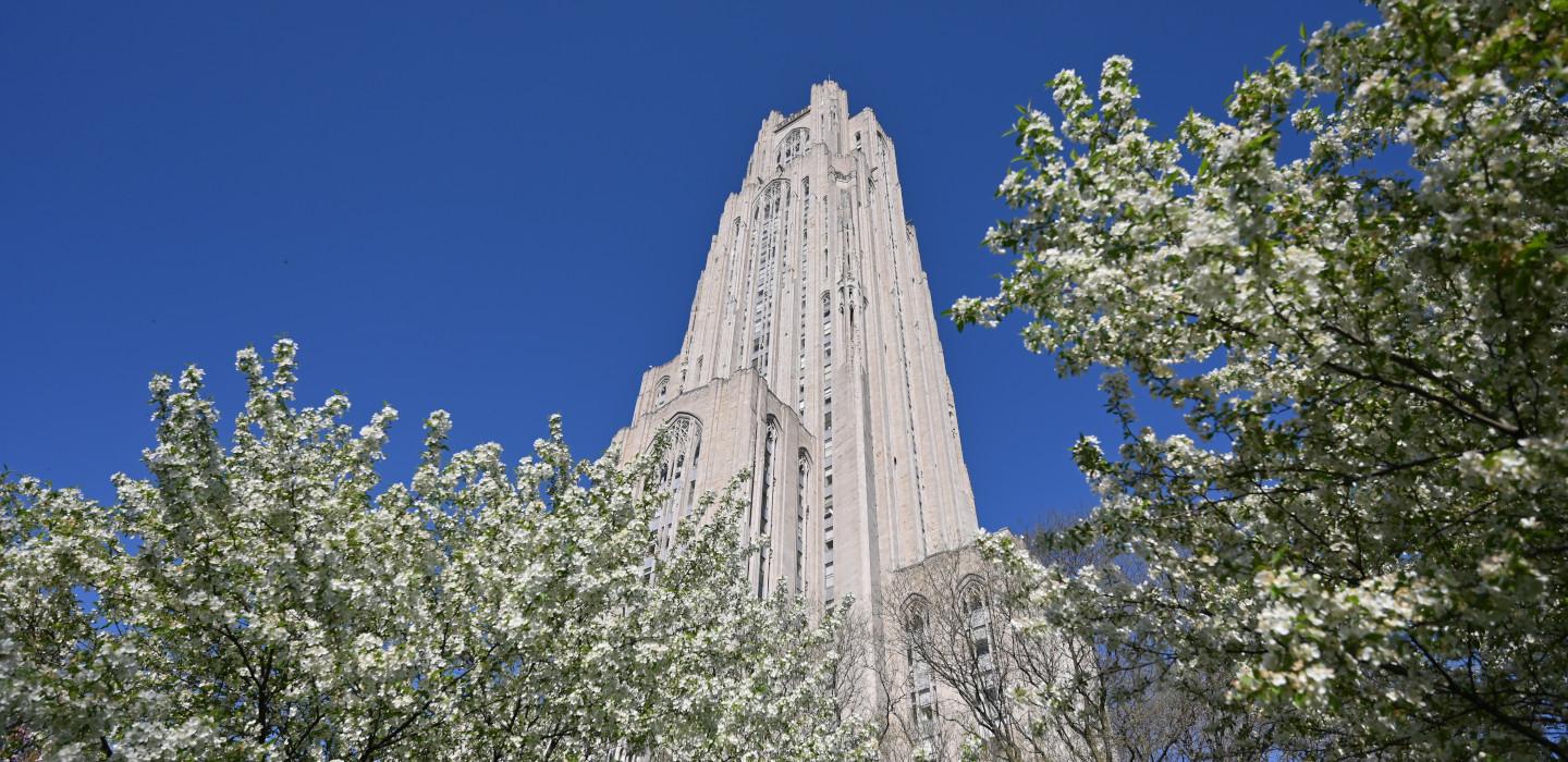 The Cathedral of Learning with blossoming trees bearing white flowers in the foreground