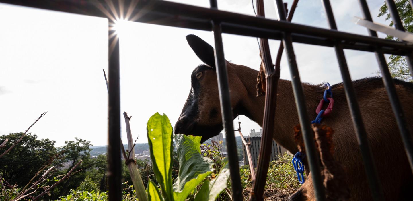 A goat eats invasive weeds, with Pitt's campus visible in background