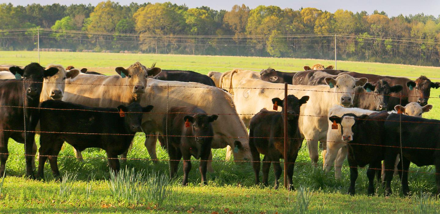 A herd of cattle stand in a field behind a wire fence