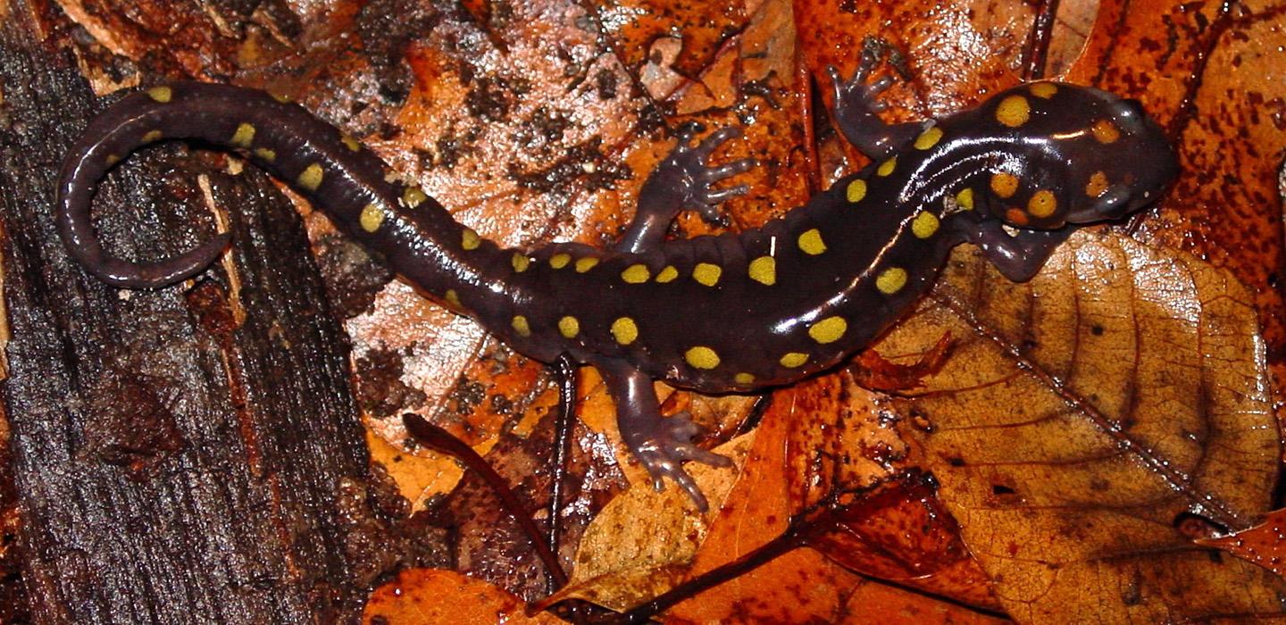 A spotted salamander on orange leaves