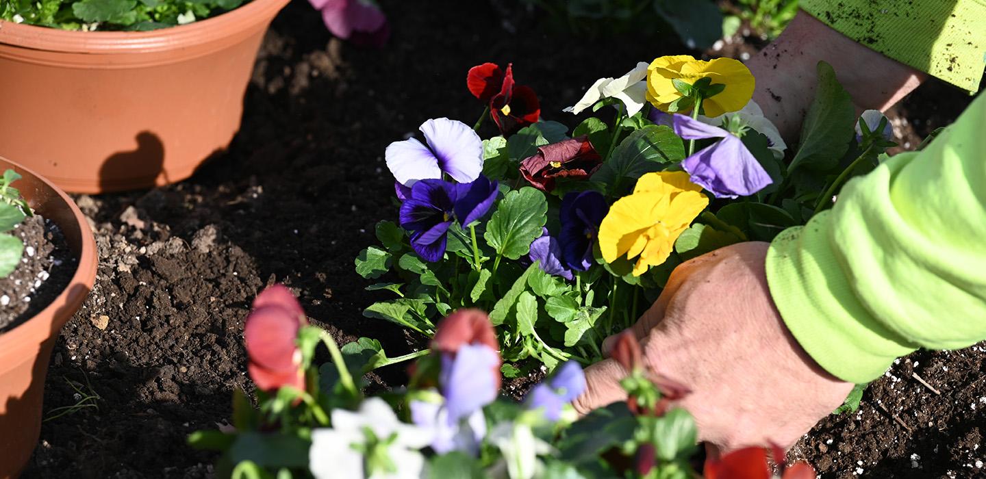 Two hands place multicolored flowers into soil.
