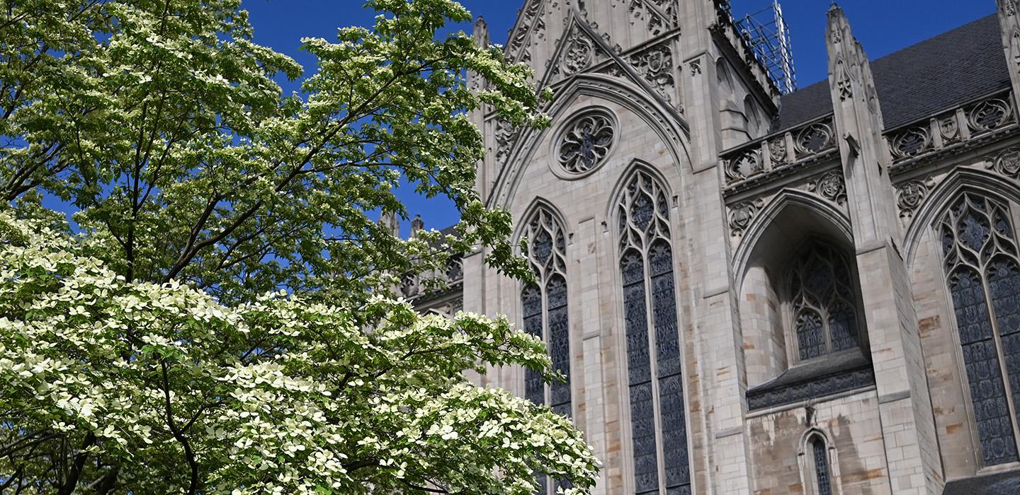 A blossoming tree in front of Heinz Memorial Chapel.