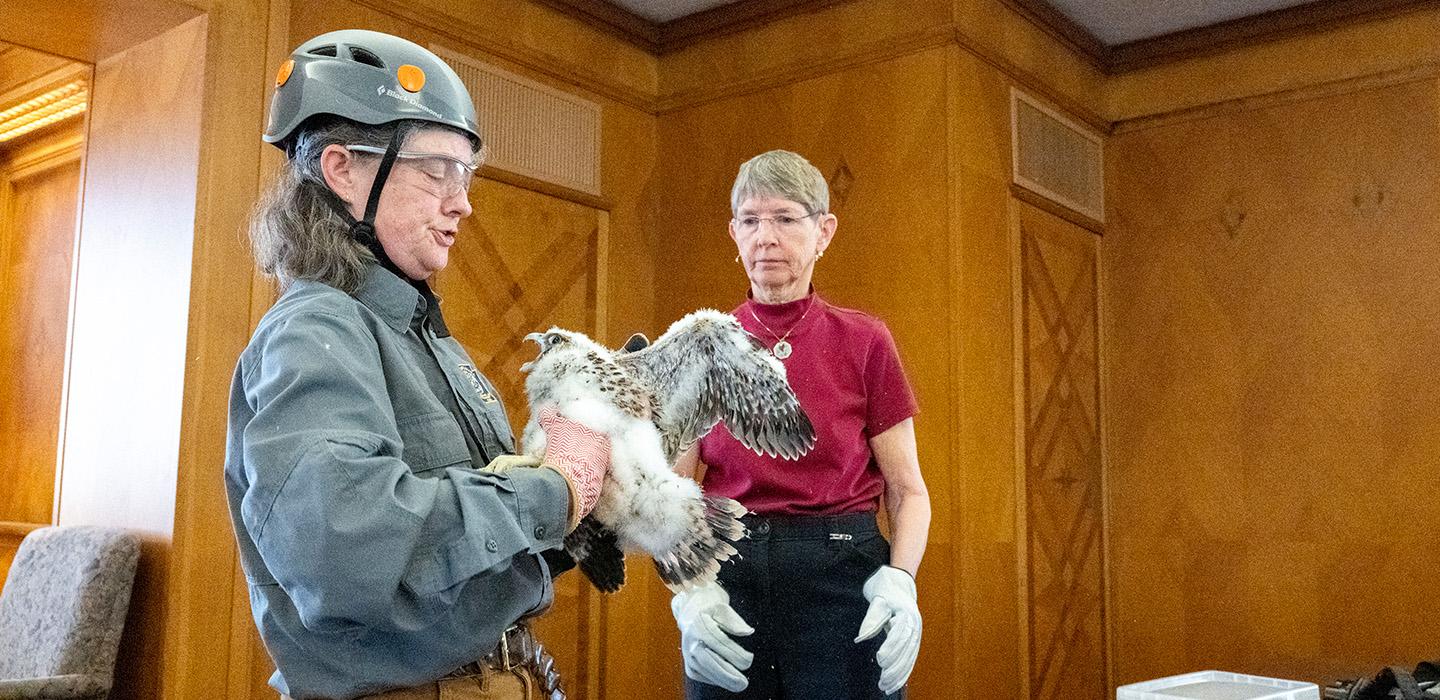An ornithologist handles a falcon chick as a gloved helper watches.