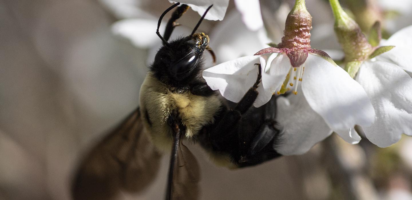 A bee on a white flower