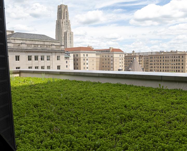 Mascaro Green Roof