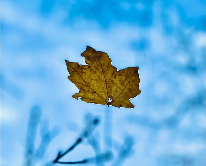 Single brown leaf with sky in background