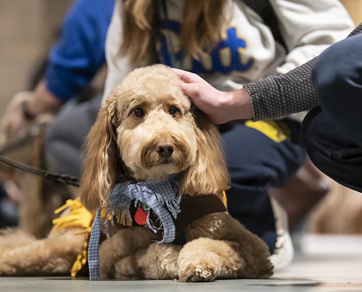 Dog wearing scarecrow costume 