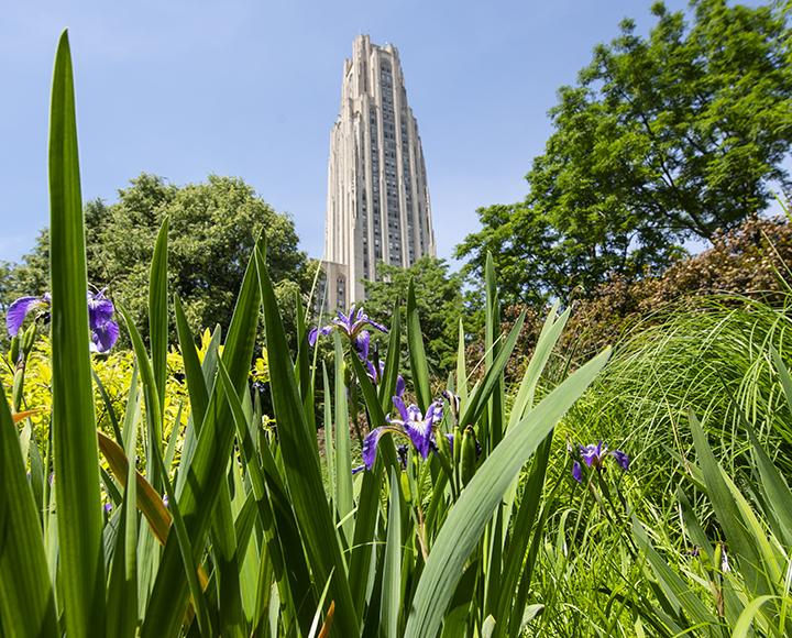 Cathedral of Learning behind trees and greenery