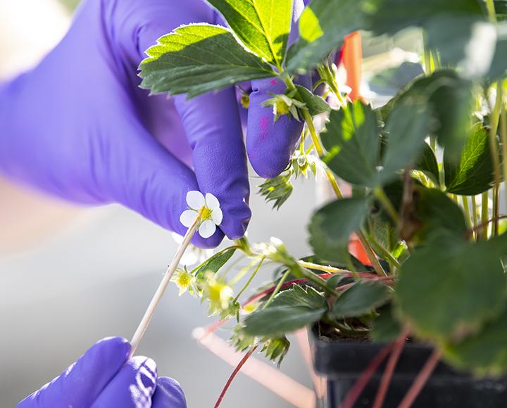 Student Nevin Cullen pollinating a strawberry plant