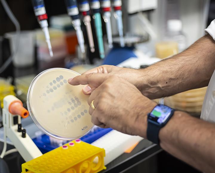 Hand pointing to clear circles on a plate coated with bacteria
