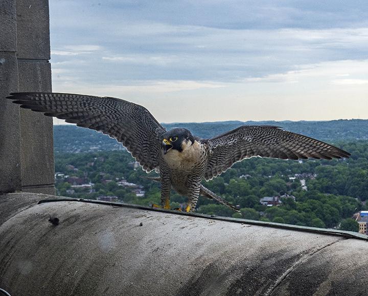 a falcon landing outside the Cathedral