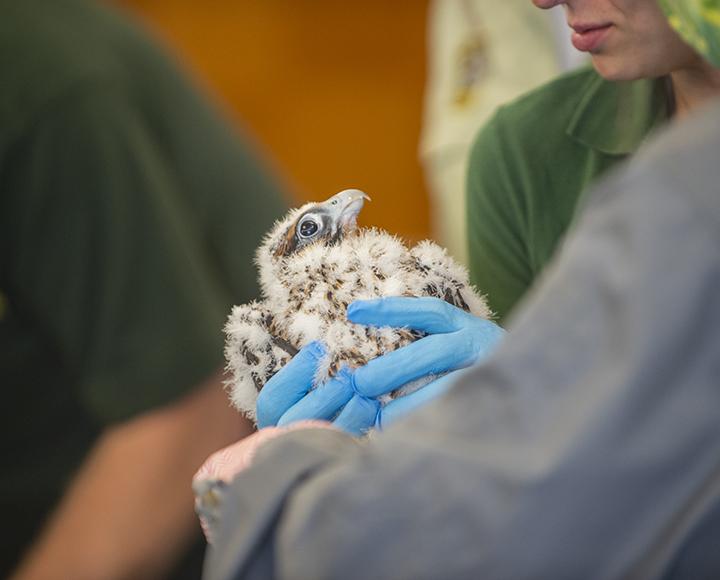 a falcon being held by someone in blue gloves