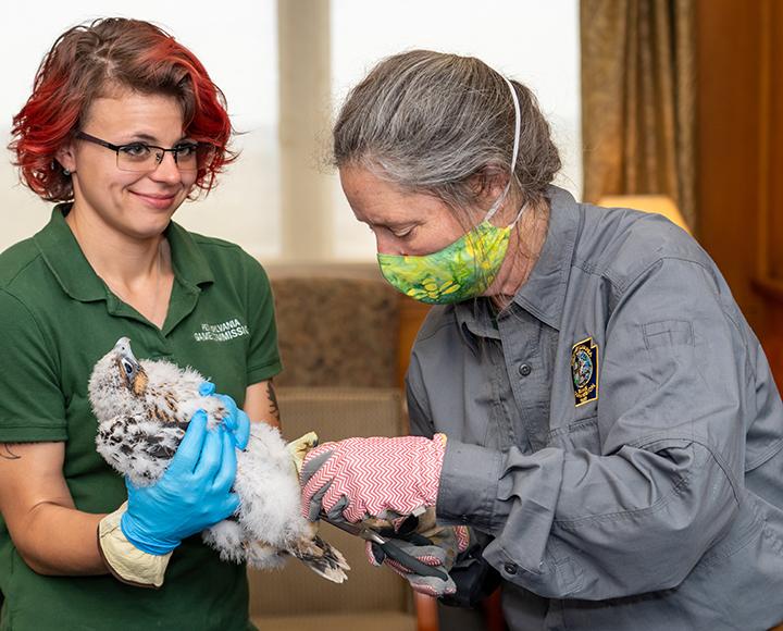 two women banding a falcon